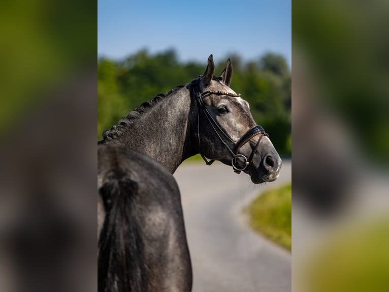 Deutsches Reitpferd Wallach 5 Jahre 172 cm Schimmel in Rosenheim