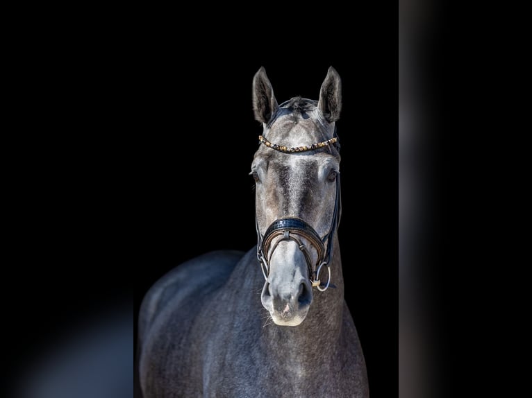 Deutsches Reitpferd Wallach 5 Jahre 172 cm Schimmel in Rosenheim