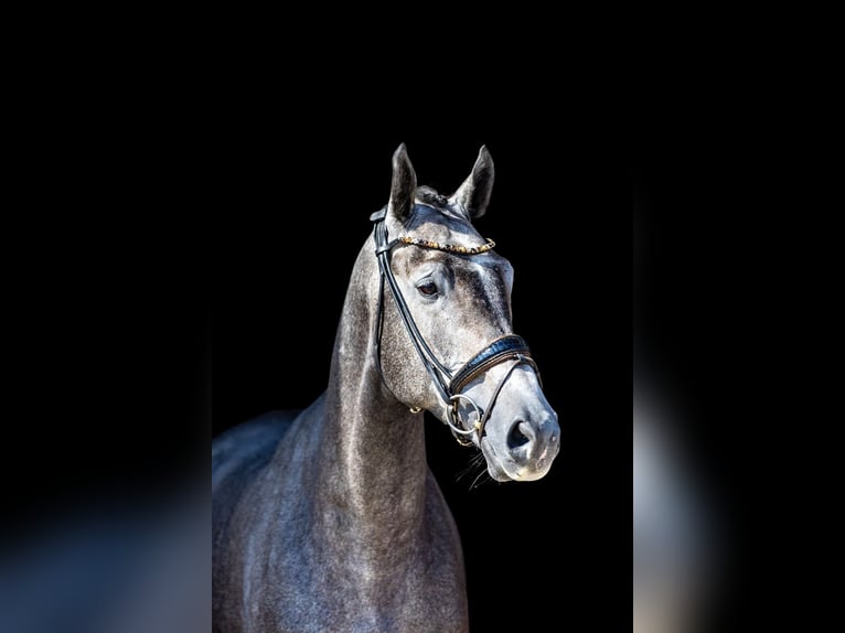 Deutsches Reitpferd Wallach 5 Jahre 172 cm Schimmel in Rosenheim