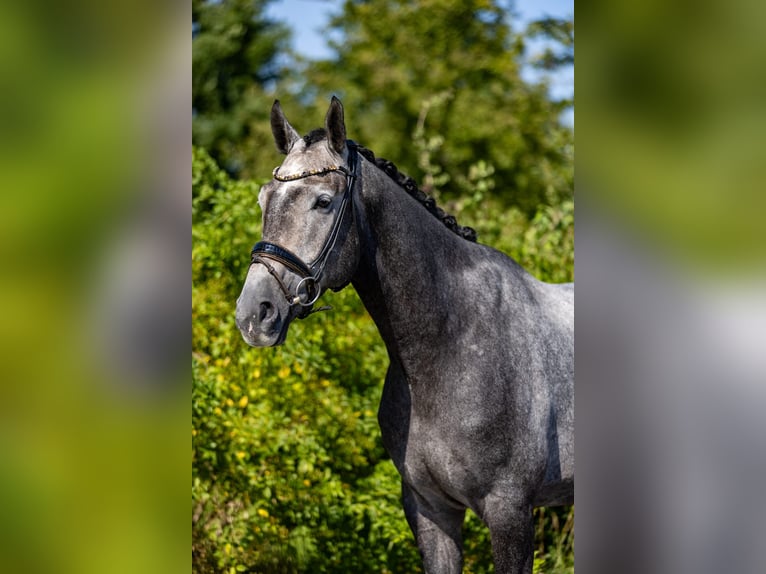 Deutsches Reitpferd Wallach 5 Jahre 172 cm Schimmel in Rosenheim