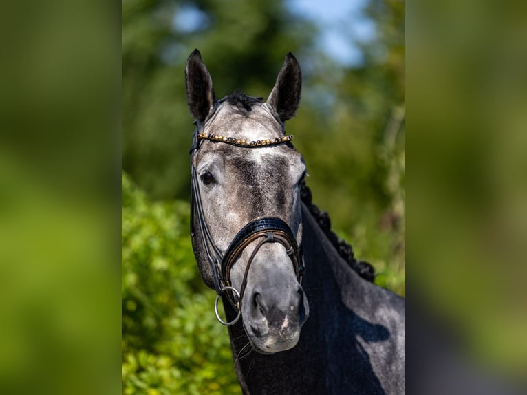 Deutsches Reitpferd Wallach 5 Jahre 172 cm Schimmel in Rosenheim