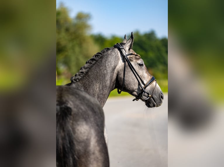 Deutsches Reitpferd Wallach 5 Jahre 172 cm Schimmel in Rosenheim