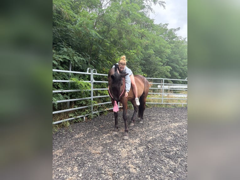 Deutsches Reitpferd Mix Wallach 5 Jahre 172 cm Schwarzbrauner in Hohenm&#xF6;lsenHohenm&#xF6;lsen