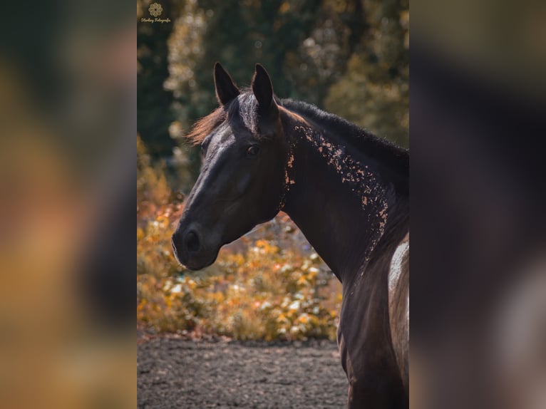 Deutsches Reitpferd Mix Wallach 5 Jahre 172 cm Schwarzbrauner in Hohenm&#xF6;lsenHohenm&#xF6;lsen