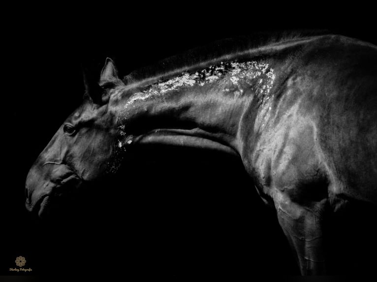 Deutsches Reitpferd Mix Wallach 5 Jahre 172 cm Schwarzbrauner in Hohenm&#xF6;lsenHohenm&#xF6;lsen