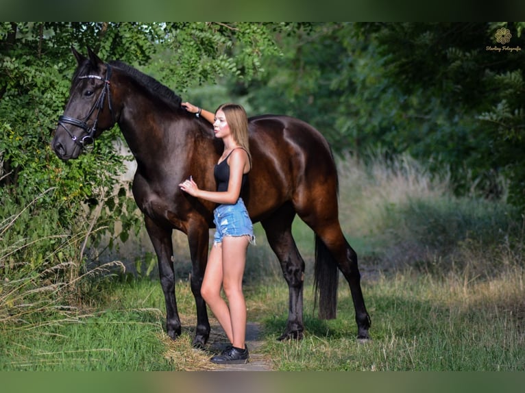 Deutsches Reitpferd Mix Wallach 5 Jahre 172 cm Schwarzbrauner in Hohenm&#xF6;lsenHohenm&#xF6;lsen