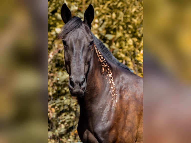 Deutsches Reitpferd Mix Wallach 5 Jahre 172 cm Schwarzbrauner in Hohenm&#xF6;lsenHohenm&#xF6;lsen
