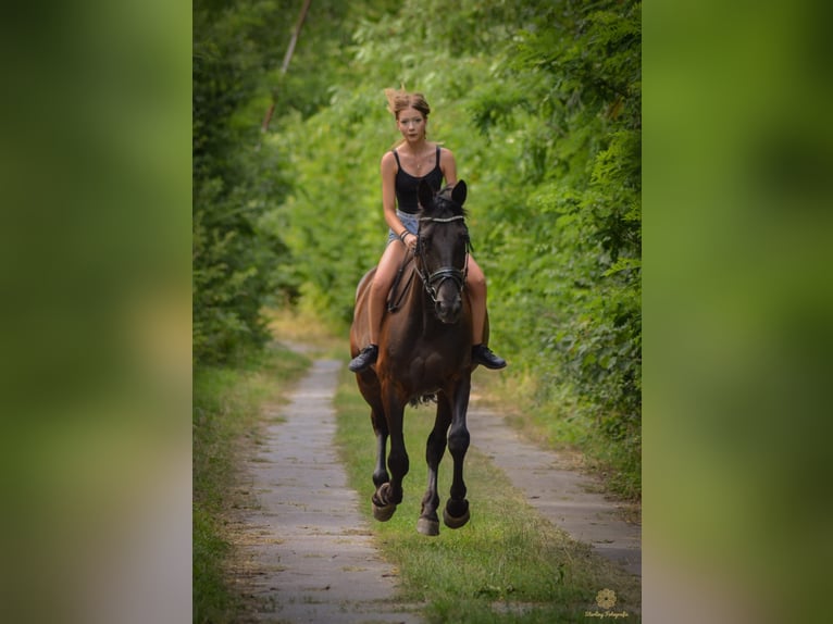 Deutsches Reitpferd Mix Wallach 5 Jahre 172 cm Schwarzbrauner in Hohenm&#xF6;lsenHohenm&#xF6;lsen