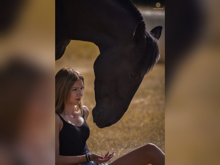 Deutsches Reitpferd Mix Wallach 5 Jahre 172 cm Schwarzbrauner in Hohenm&#xF6;lsenHohenm&#xF6;lsen