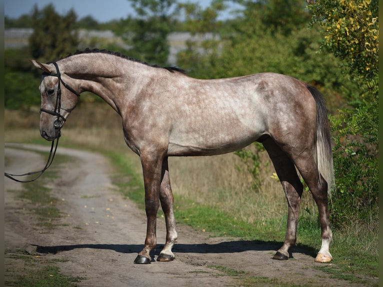 Deutsches Reitpferd Wallach 5 Jahre 175 cm Schimmel in Oberwil Deutsches Reitpferd Wallach 5 Jahre 175 cm Schimmel in Oberwil