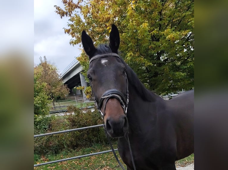 Deutsches Reitpferd Wallach 5 Jahre 175 cm Schwarzbrauner in Bad Waldsee