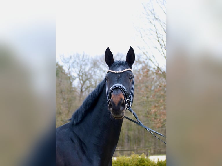 Deutsches Reitpferd Wallach 5 Jahre 178 cm Schwarzbrauner in Molbergen