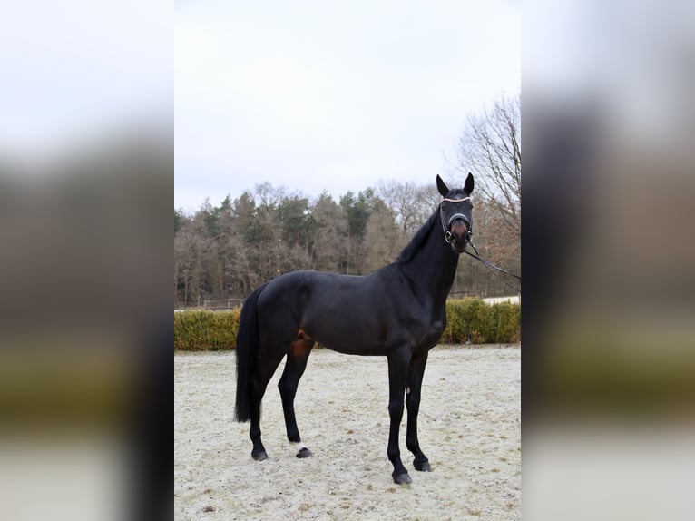 Deutsches Reitpferd Wallach 5 Jahre 178 cm Schwarzbrauner in Molbergen