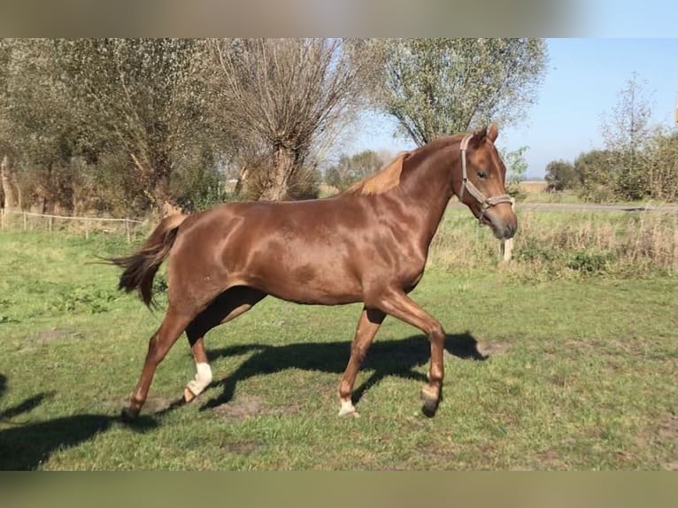 Deutsches Reitpferd Wallach 6 Jahre 145 cm Fuchs in Rhinow