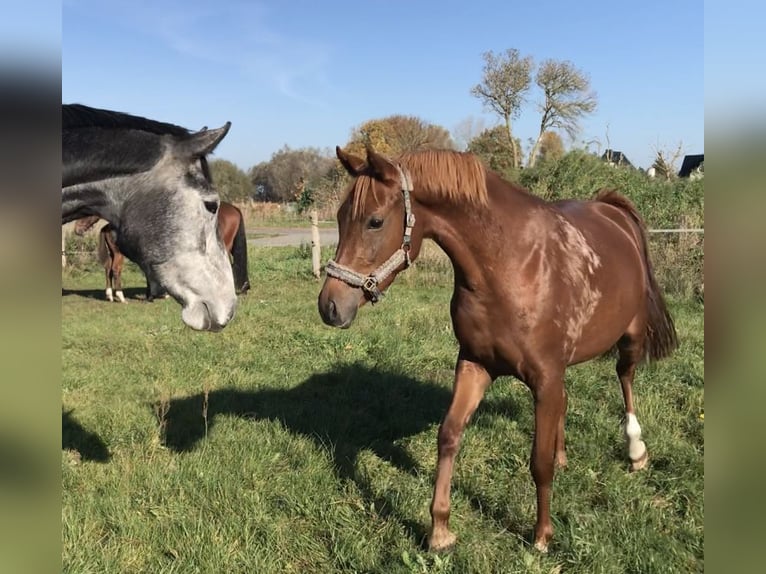 Deutsches Reitpferd Wallach 6 Jahre 145 cm Fuchs in Rhinow