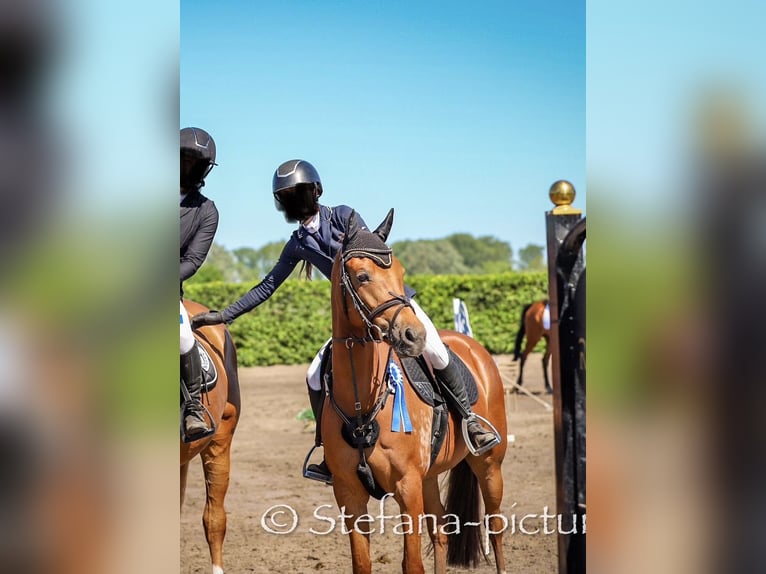 Deutsches Reitpferd Wallach 6 Jahre 145 cm Fuchs in Rhinow