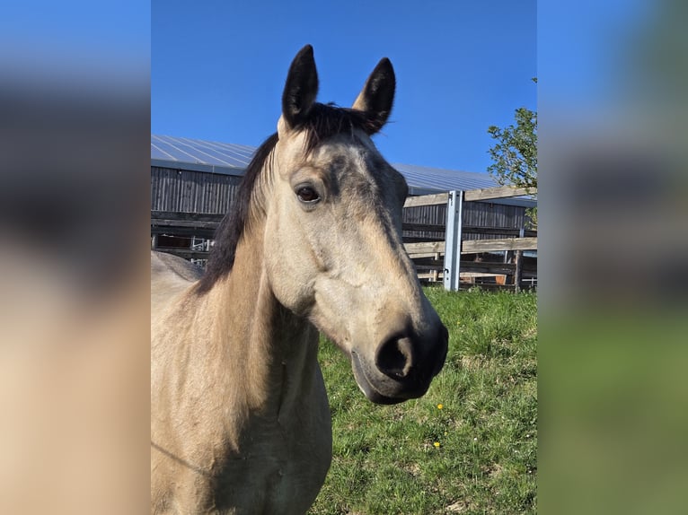 Deutsches Reitpferd Wallach 6 Jahre 155 cm Buckskin in Saarbr&#xFC;cken