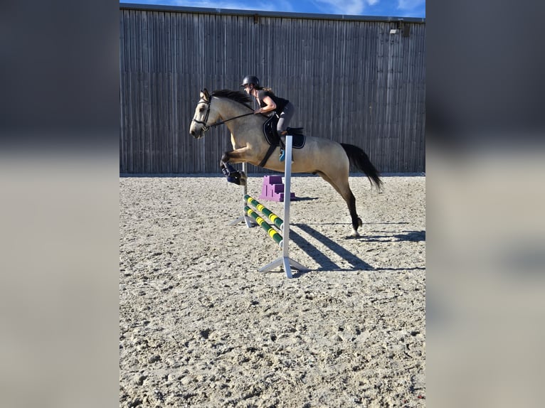 Deutsches Reitpferd Wallach 6 Jahre 155 cm Buckskin in Saarbr&#xFC;cken