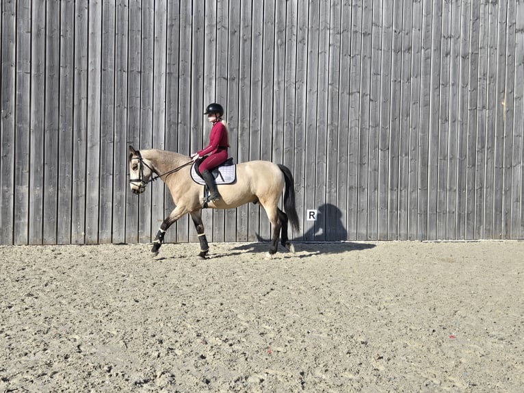 Deutsches Reitpferd Wallach 6 Jahre 155 cm Buckskin in Saarbr&#xFC;cken