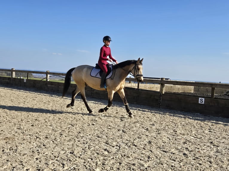 Deutsches Reitpferd Wallach 6 Jahre 155 cm Buckskin in Saarbr&#xFC;cken