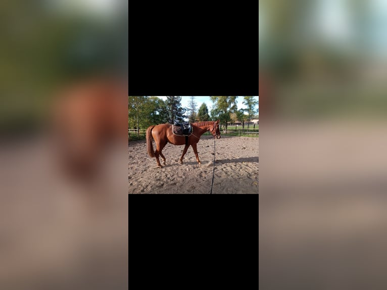 Deutsches Reitpferd Wallach 6 Jahre 155 cm in Stahnsdorf