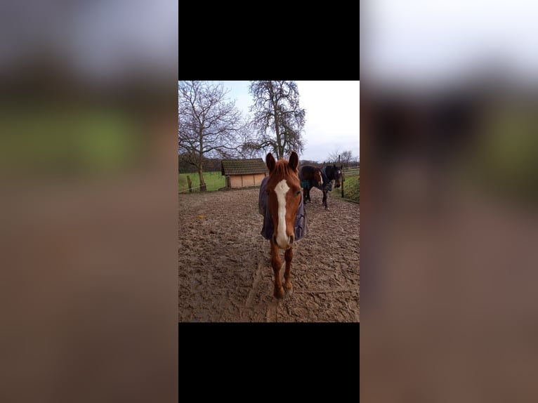 Deutsches Reitpferd Wallach 6 Jahre 155 cm in Stahnsdorf