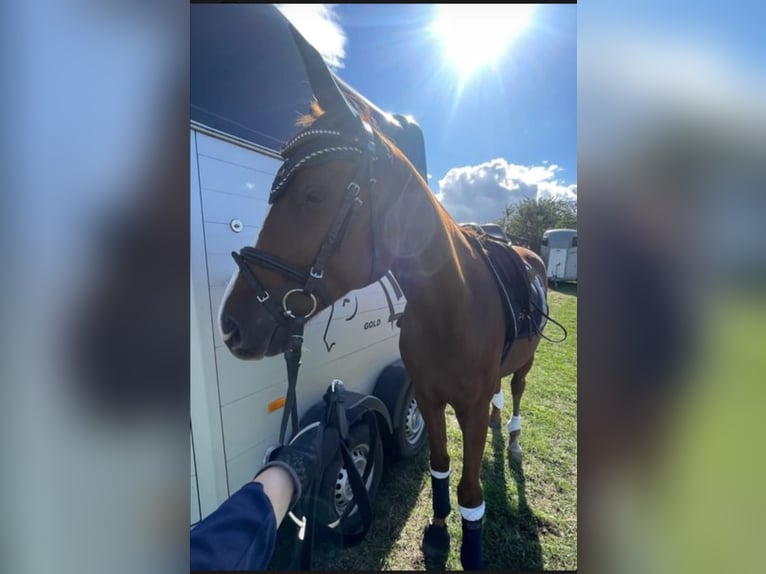 Deutsches Reitpferd Wallach 6 Jahre 155 cm in Stahnsdorf