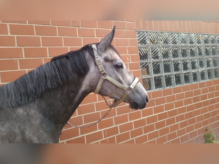 Deutsches Reitpferd Mix Wallach 6 Jahre 155 cm Kann Schimmel werden in Burgdorf