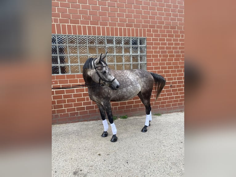 Deutsches Reitpferd Mix Wallach 6 Jahre 155 cm Kann Schimmel werden in Burgdorf