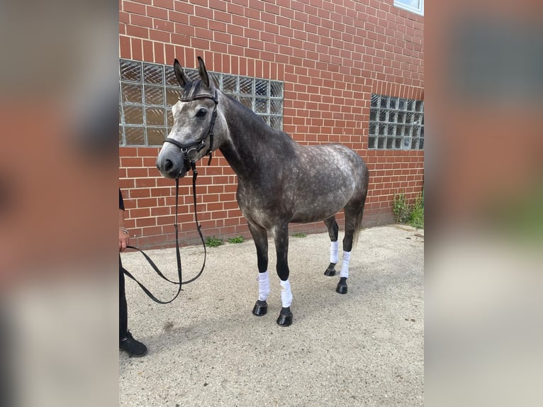 Deutsches Reitpferd Mix Wallach 6 Jahre 155 cm Kann Schimmel werden in Burgdorf
