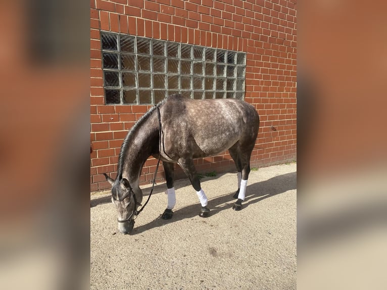 Deutsches Reitpferd Mix Wallach 6 Jahre 155 cm Kann Schimmel werden in Burgdorf