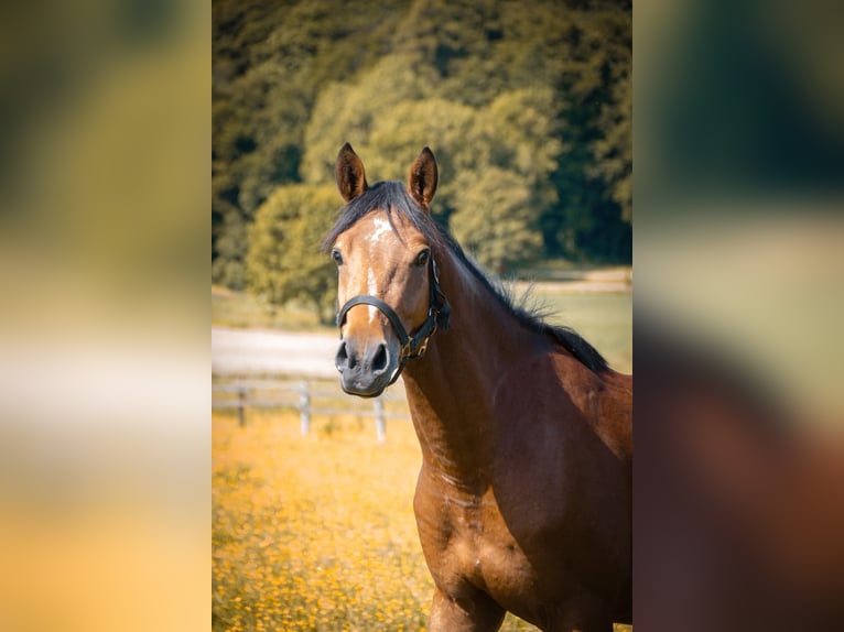 Deutsches Reitpferd Wallach 6 Jahre 156 cm Brauner in Bad Essen