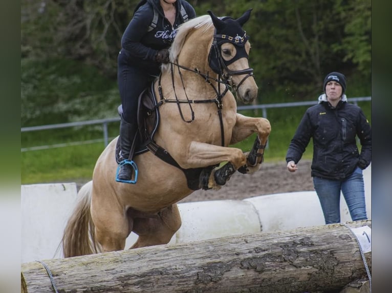 Deutsches Reitpferd Wallach 6 Jahre 157 cm Palomino in Hannover