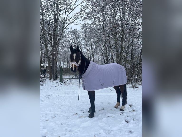 Deutsches Reitpferd Wallach 6 Jahre 158 cm Brauner in Blankenfelde