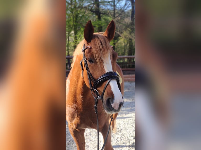 Deutsches Reitpferd Wallach 6 Jahre 158 cm Fuchs in M&#xF6;hneseeM&#xF6;hnesee