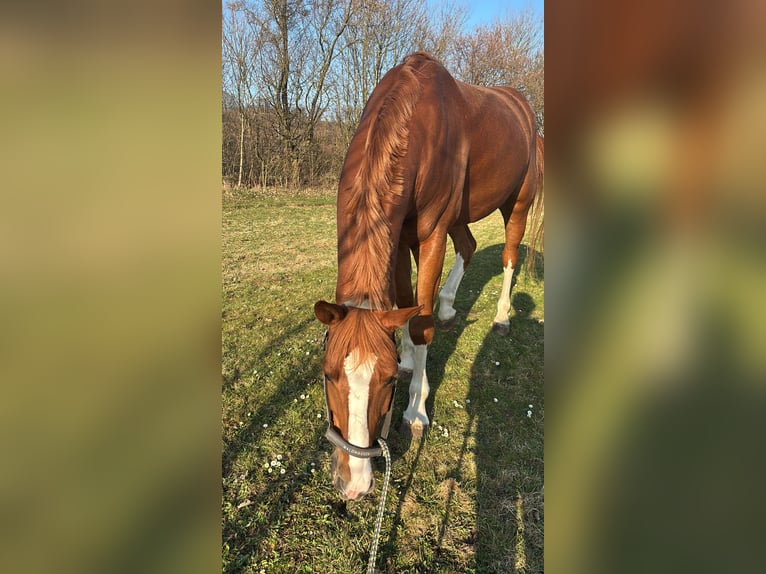 Deutsches Reitpferd Wallach 6 Jahre 158 cm Fuchs in M&#xF6;hneseeM&#xF6;hnesee