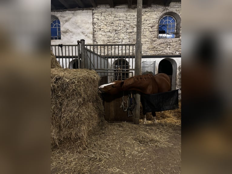 Deutsches Reitpferd Wallach 6 Jahre 158 cm Fuchs in M&#xF6;hneseeM&#xF6;hnesee