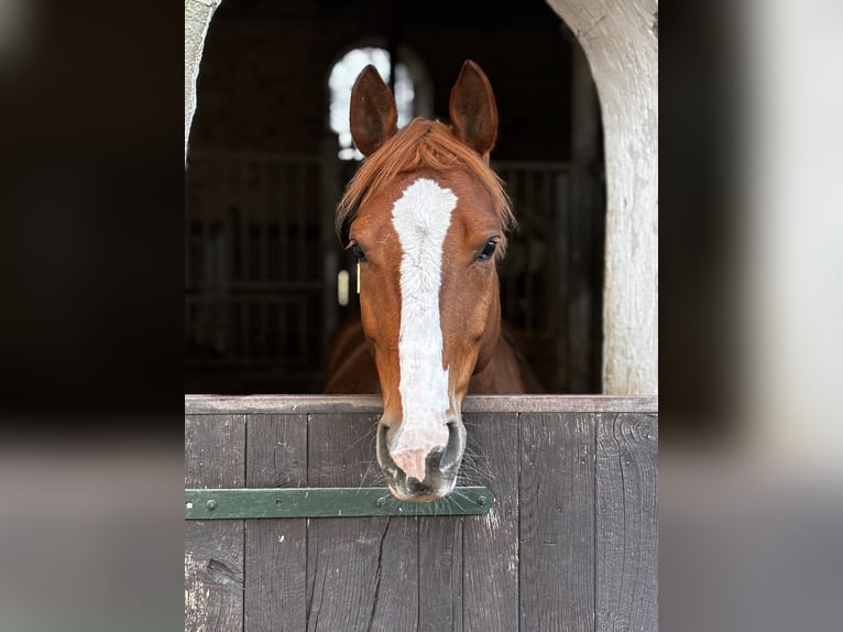 Deutsches Reitpferd Wallach 6 Jahre 158 cm Fuchs in M&#xF6;hneseeM&#xF6;hnesee