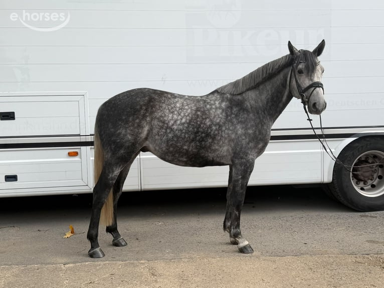 Deutsches Reitpferd Wallach 6 Jahre 160 cm Apfelschimmel in Ratingen