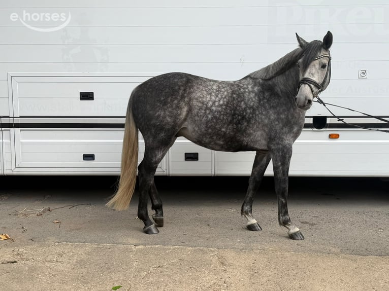 Deutsches Reitpferd Wallach 6 Jahre 160 cm Apfelschimmel in Ratingen