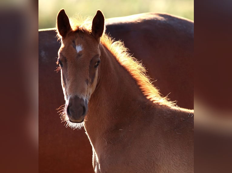 Deutsches Reitpferd Wallach 6 Jahre 160 cm Fuchs in Altkirchen