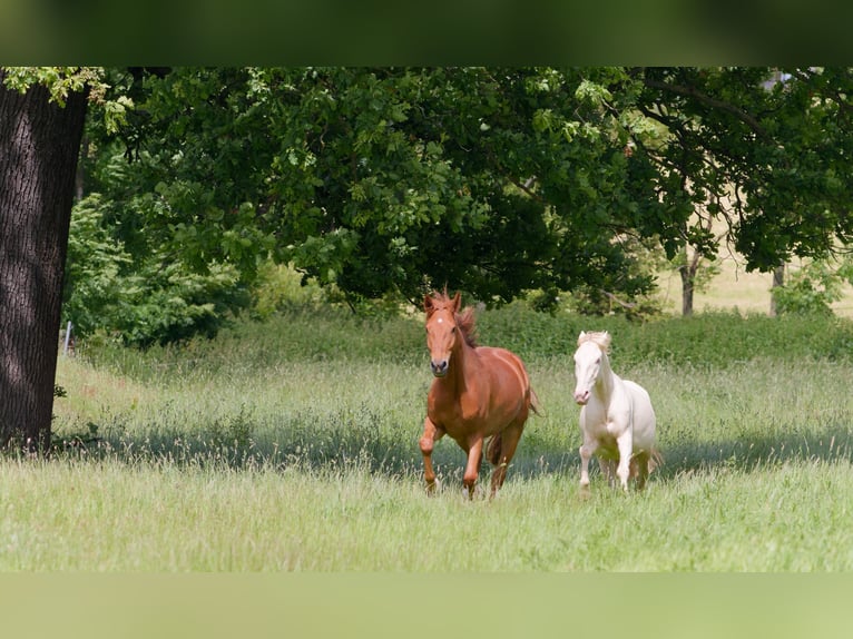 Deutsches Reitpferd Wallach 6 Jahre 160 cm Fuchs in Altkirchen