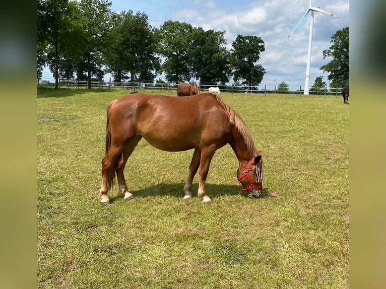 Deutsches Reitpferd Mix Wallach 6 Jahre 160 cm Fuchs in Haltern am See