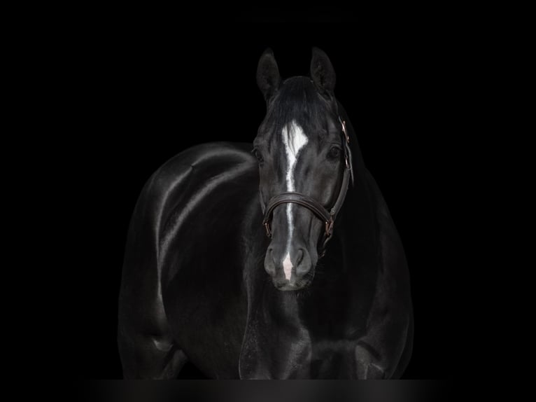 Deutsches Reitpferd Wallach 6 Jahre 160 cm Rappe in Kirchheimbolanden