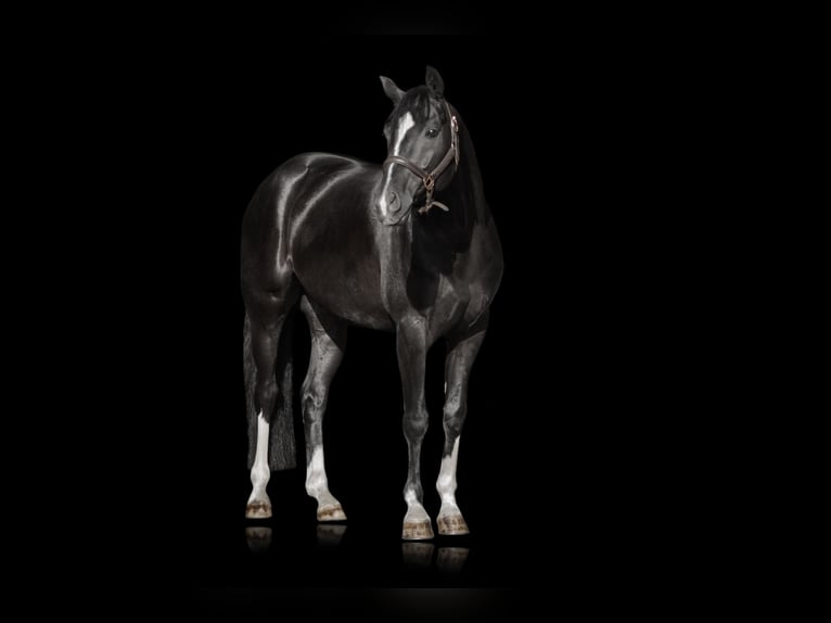 Deutsches Reitpferd Wallach 6 Jahre 160 cm Rappe in Kirchheimbolanden