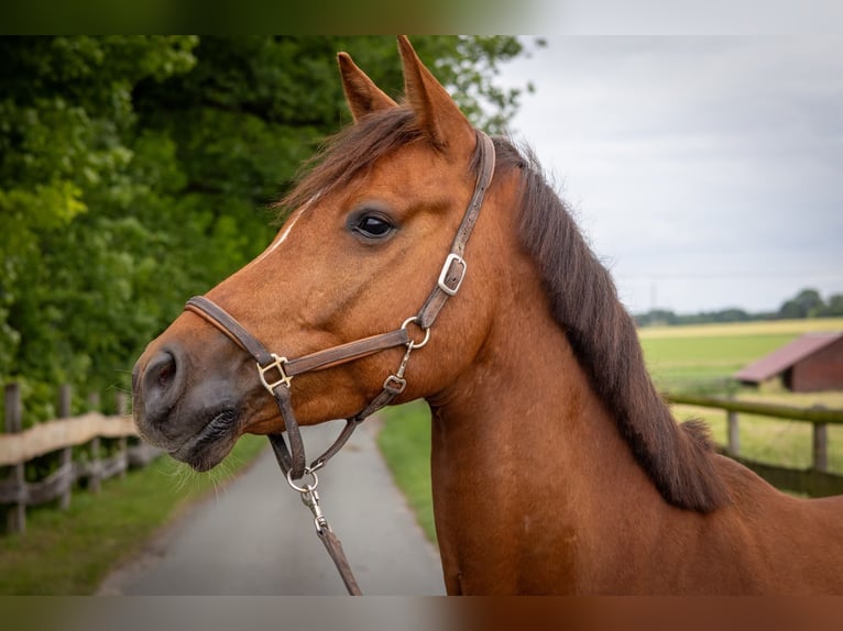 Deutsches Reitpferd Wallach 6 Jahre 162 cm Fuchs in Olfen