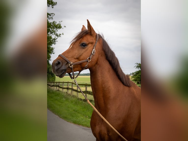 Deutsches Reitpferd Wallach 6 Jahre 162 cm Fuchs in Olfen