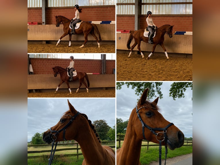 Deutsches Reitpferd Wallach 6 Jahre 162 cm Fuchs in Olfen