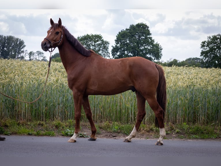 Deutsches Reitpferd Wallach 6 Jahre 162 cm Fuchs in Olfen