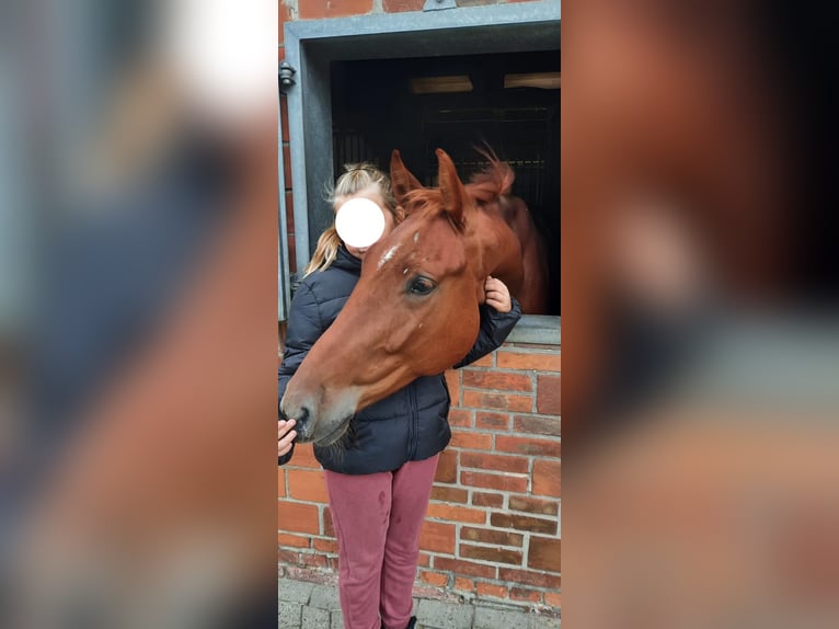 Deutsches Reitpferd Wallach 6 Jahre 162 cm Fuchs in Martfeld